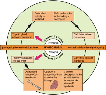 11.5 Bone Growth, Remodeling, and Repair – Human Biology