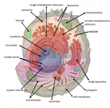 4.5 Cytoplasm and Cytoskeleton – Human Biology