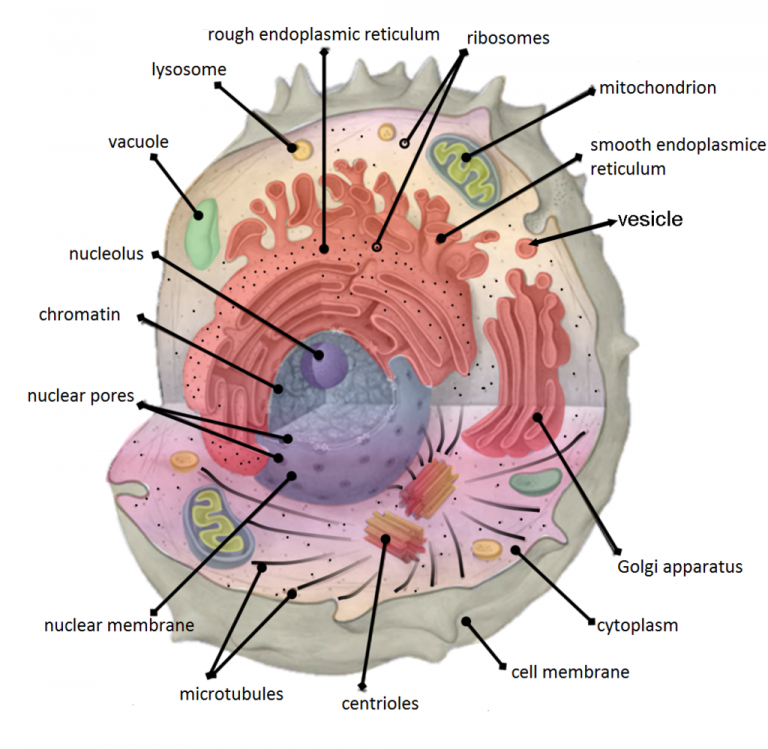 4-5-cytoplasm-and-cytoskeleton-human-biology