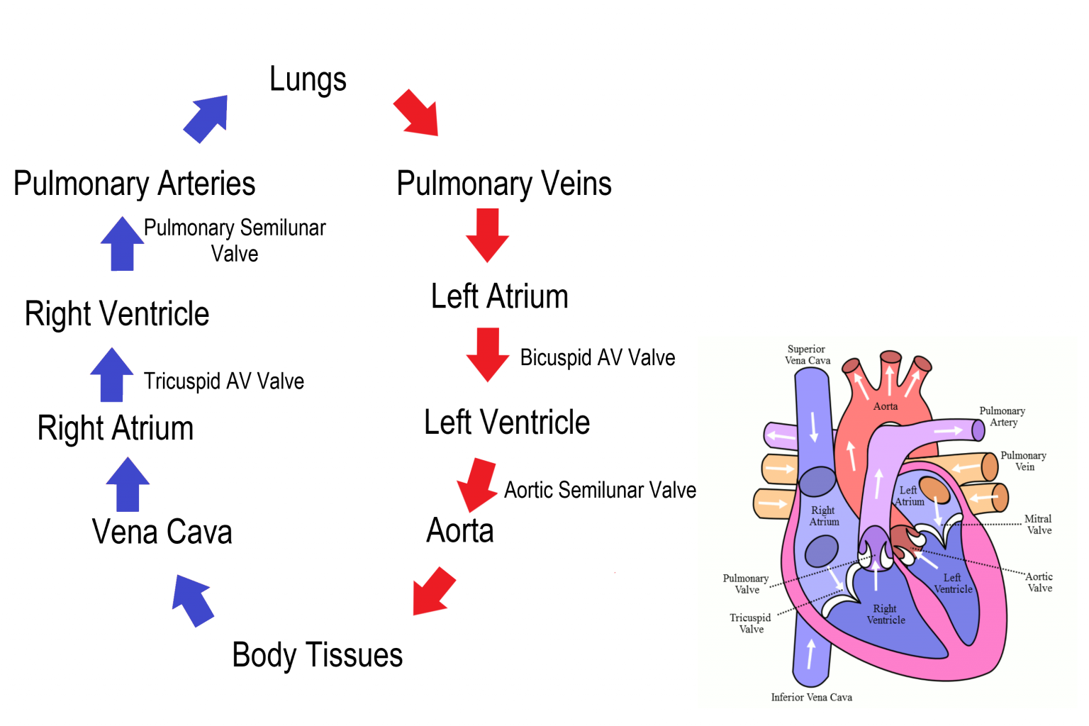 Heart Blood Circulation Flow Chart