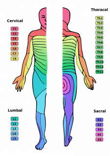 8.6 Peripheral Nervous System – Human Biology