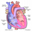 14.3 Heart – Human Biology