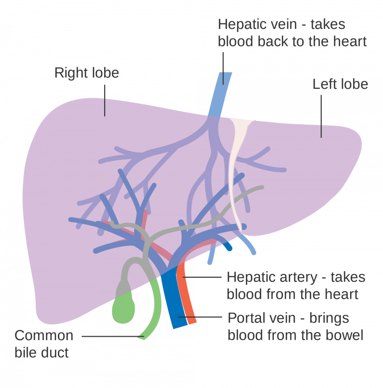 15.6 Accessory Organs of Digestion Human Biology