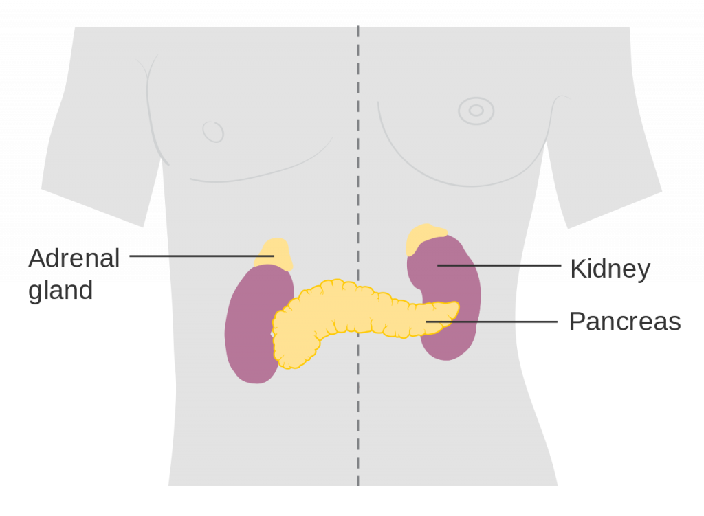 9.6 Adrenal Glands Human Biology