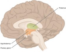 8.5 Central Nervous System – Human Biology