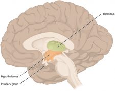 8 5 Central Nervous System Human Biology