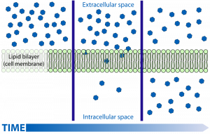 4.7 Passive Transport – Human Biology