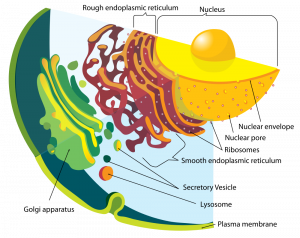 4.6 Cell Organelles – Human Biology