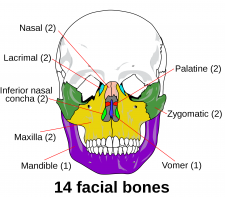 11.3 Divisions of the Skeletal System – Human Biology