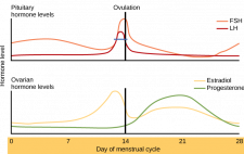 18.8 Menstrual Cycle – Human Biology