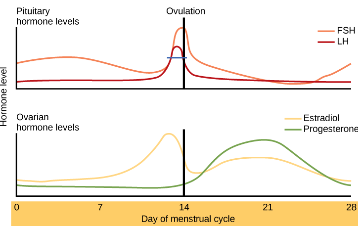 188 Menstrual Cycle Human Biology