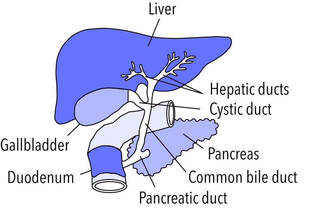 15.6 Accessory Organs Of Digestion – Human Biology