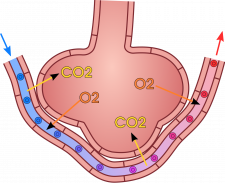 13.4 Gas Exchange – Human Biology