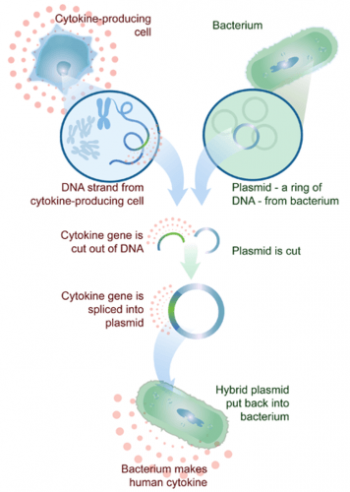 5.16 Genetic Engineering – Human Biology