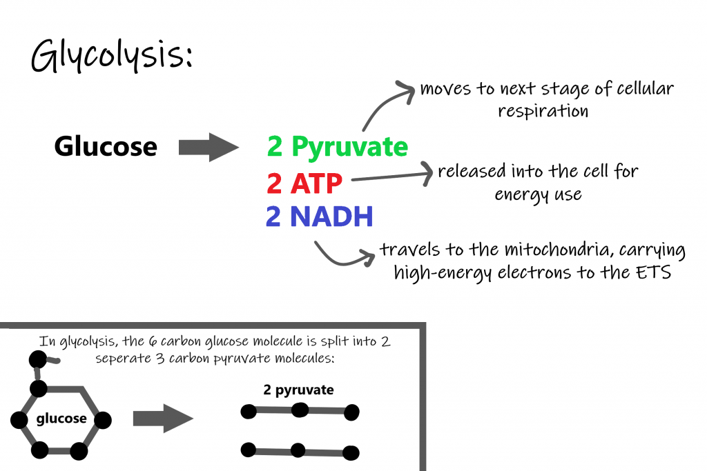 4.10 Cellular Respiration Human Biology