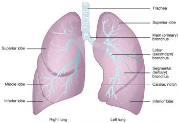 13.2 Structure and Function of the Respiratory System – Human Biology