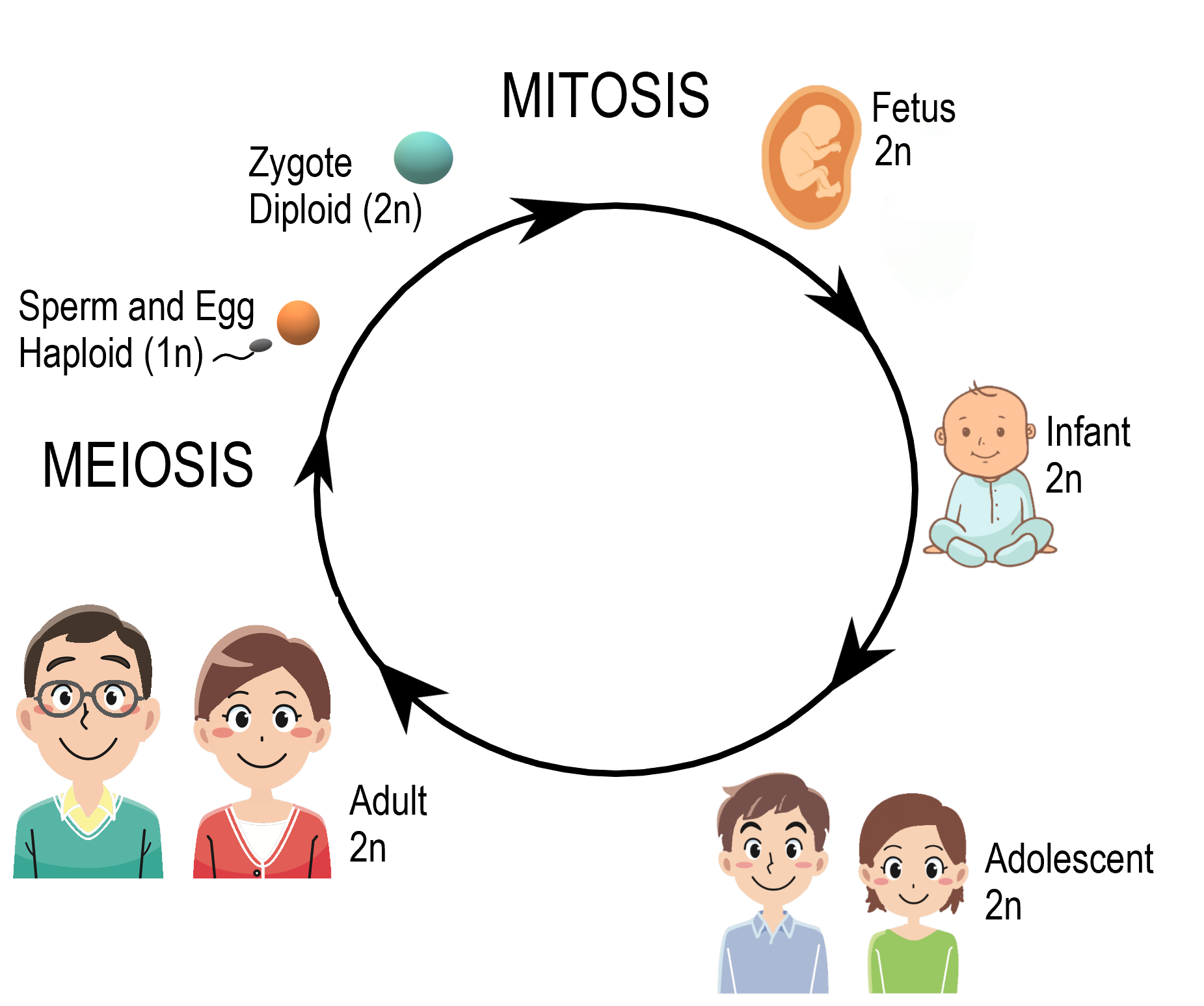 Meiosis Diagram For Kids