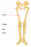 11.3 Divisions of the Skeletal System – Human Biology