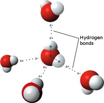 3.11 Water and Life – Human Biology