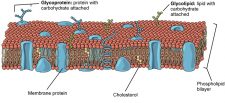 4.4 Plasma Membrane – Human Biology