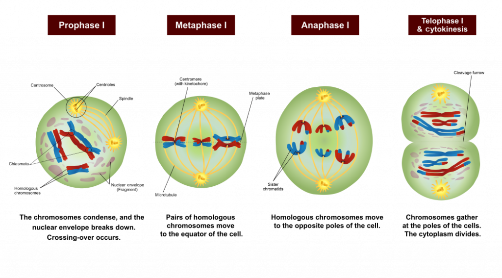 5.12 Sexual Reproduction, Meiosis, And Gametogenesis – Human Biology