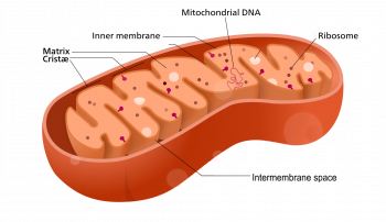 4.6 Cell Organelles – Human Biology