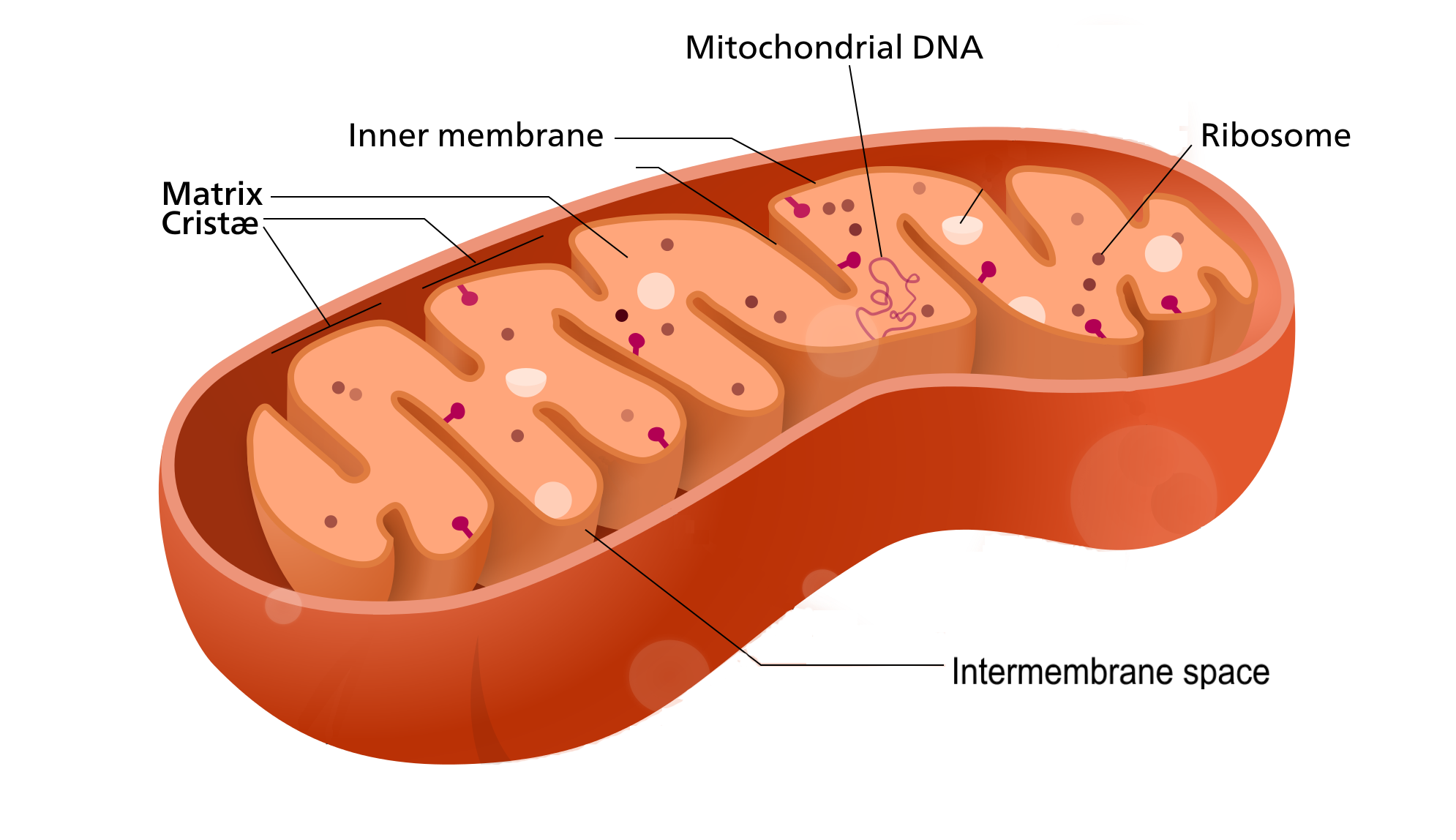 4.6 Cell Organelles Human Biology