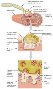 12.4 Muscle Contraction – Human Biology