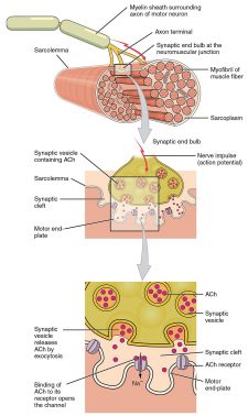 12.4 Muscle Contraction – Human Biology