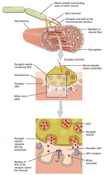 12.4 Muscle Contraction – Human Biology