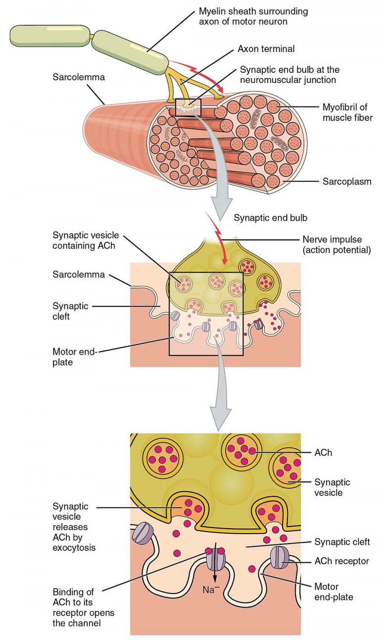 12.4 Muscle Contraction Human Biology