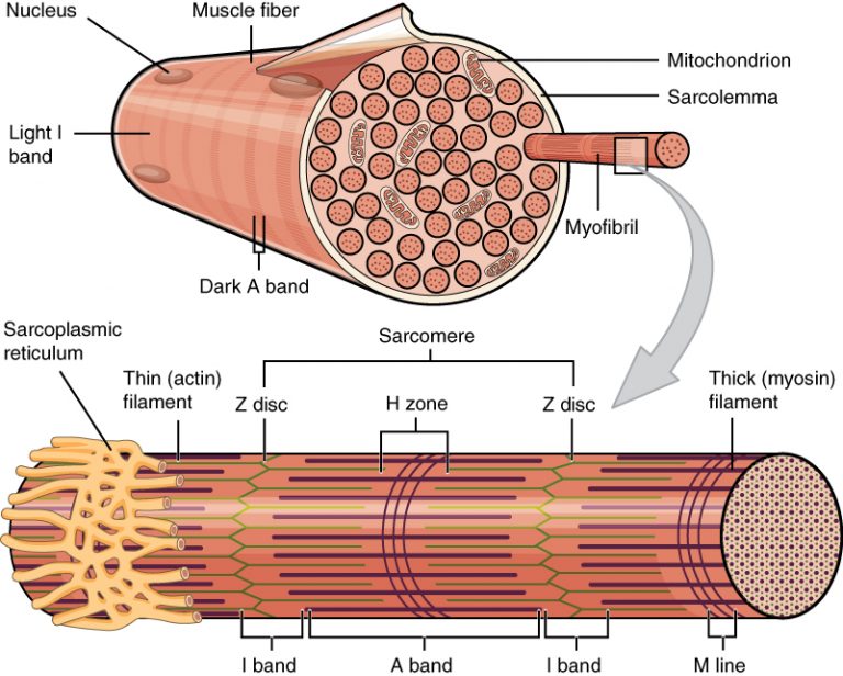 12.3 Types of Muscle Tissue Human Biology