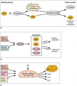 12.4 Muscle Contraction – Human Biology