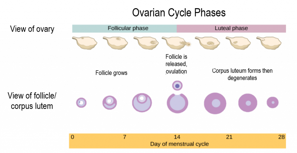 what-is-polycystic-ovary-syndrome-do-you-really-know-podcast