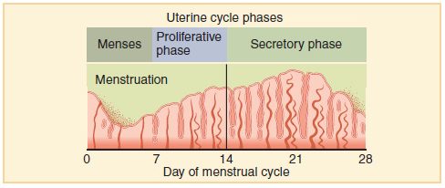 18.8 Menstrual Cycle – Human Biology
