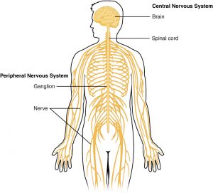 8.5 Central Nervous System – Human Biology