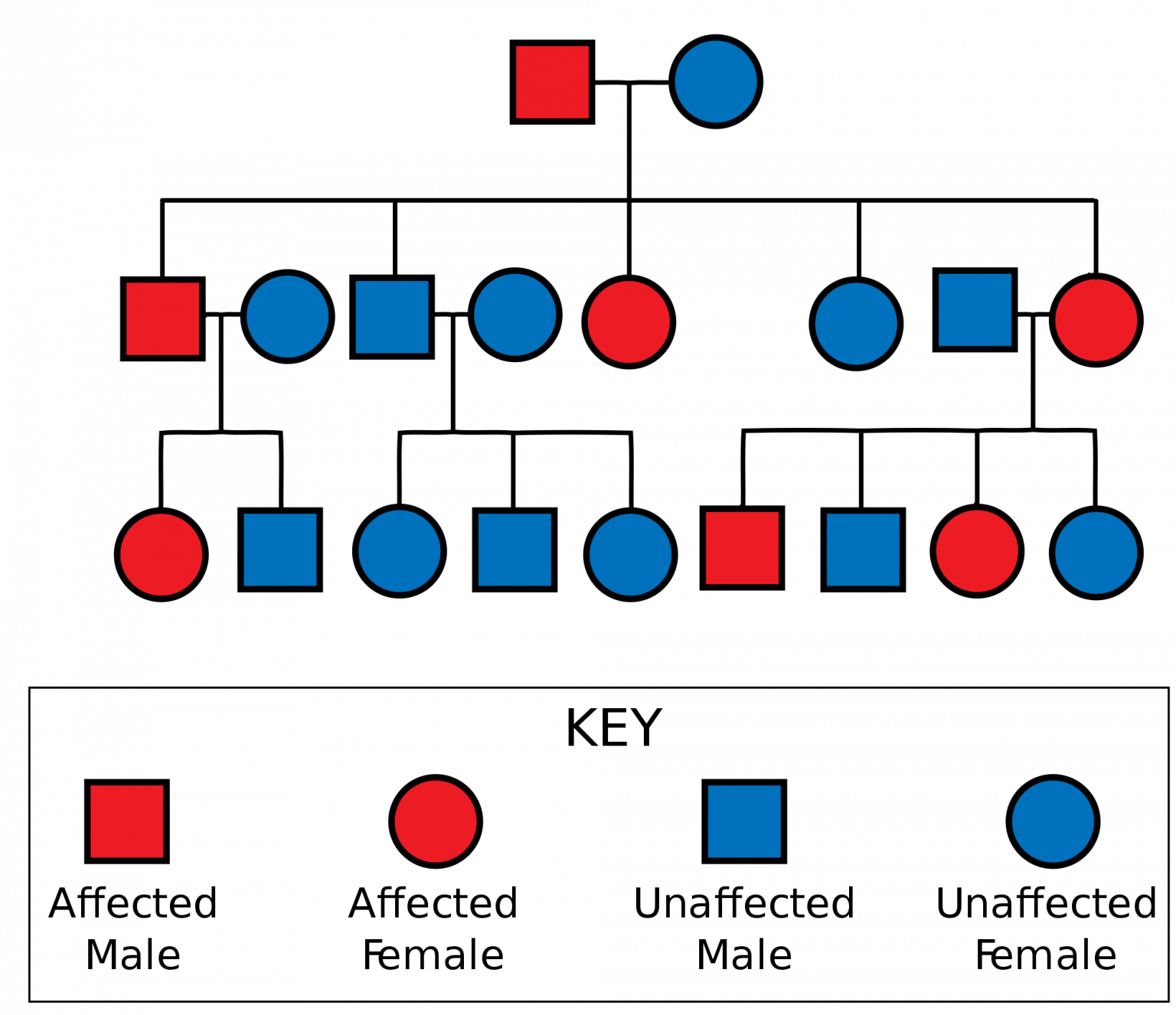 X Inheritance Chart