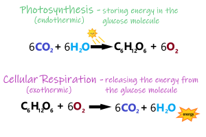 4.9 Energy Needs of Living Things – Human Biology