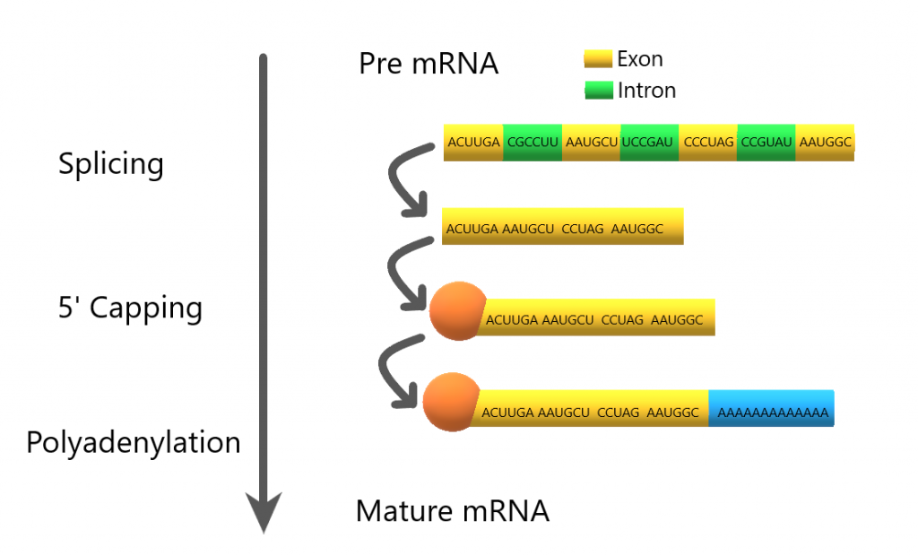 5.7 Protein Synthesis Human Biology