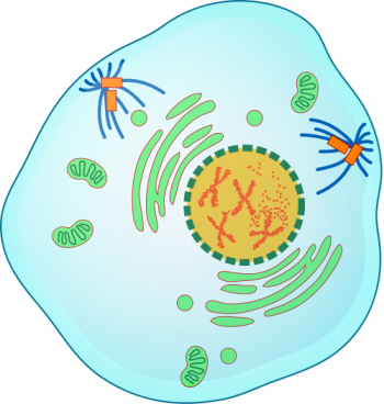 4.13 Mitosis and Cytokinesis – Human Biology