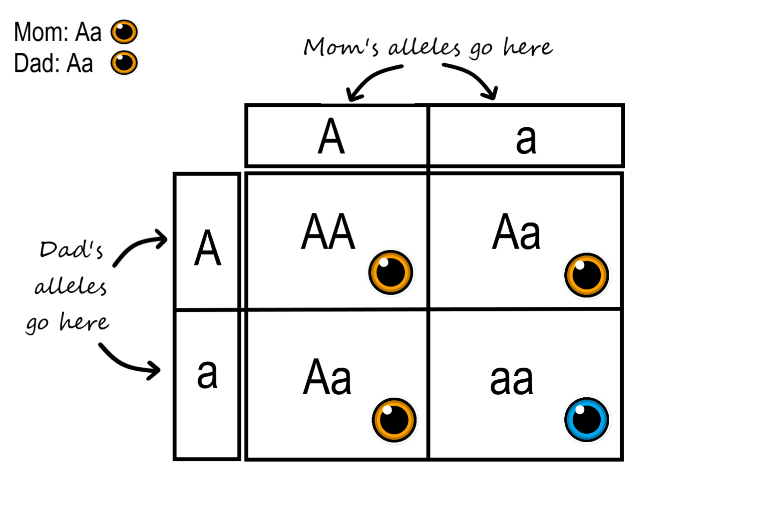 5 13 Mendelian Inheritance Human Biology   Punnett Square 1536x1024 