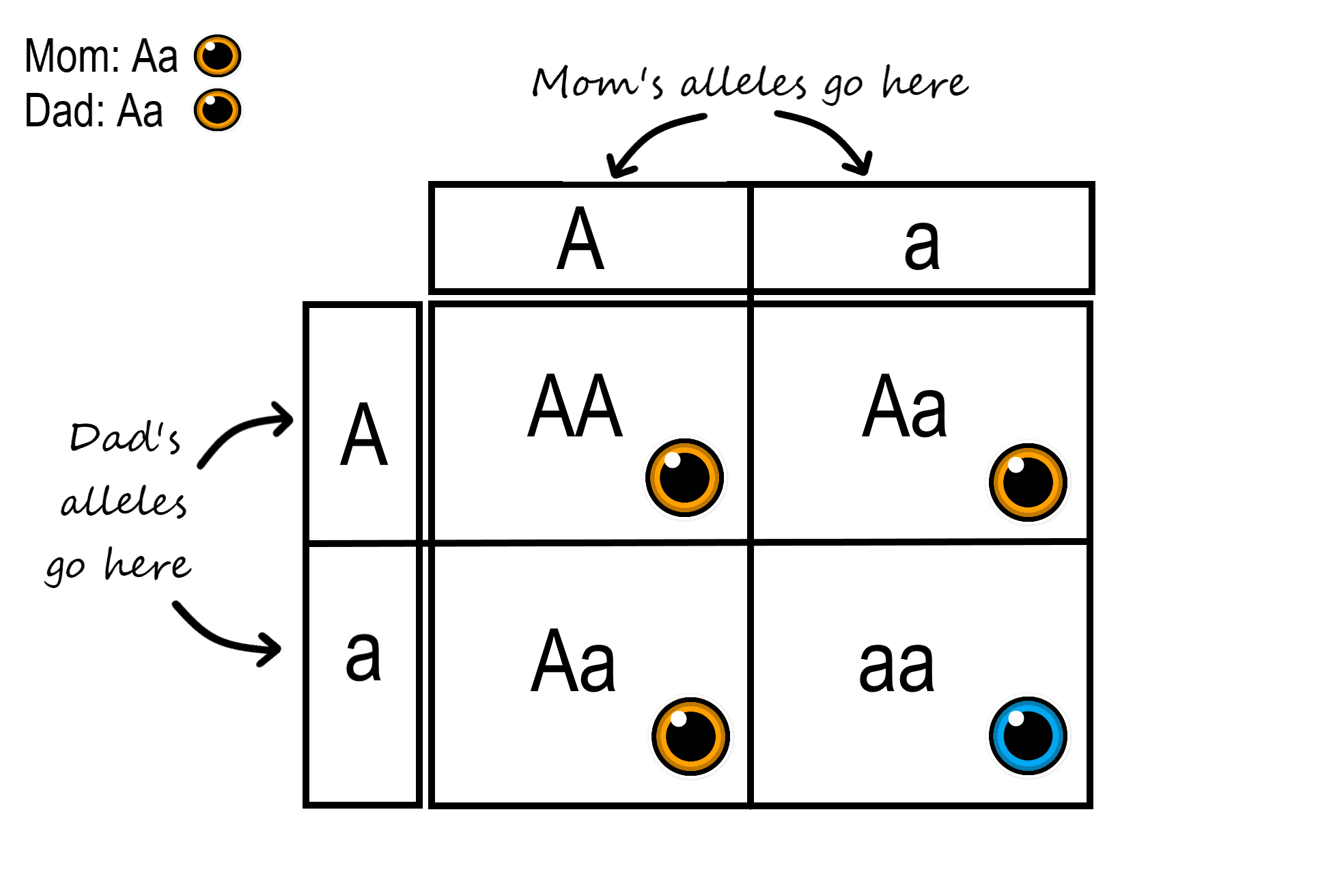 Codominance Examples Punnett Square