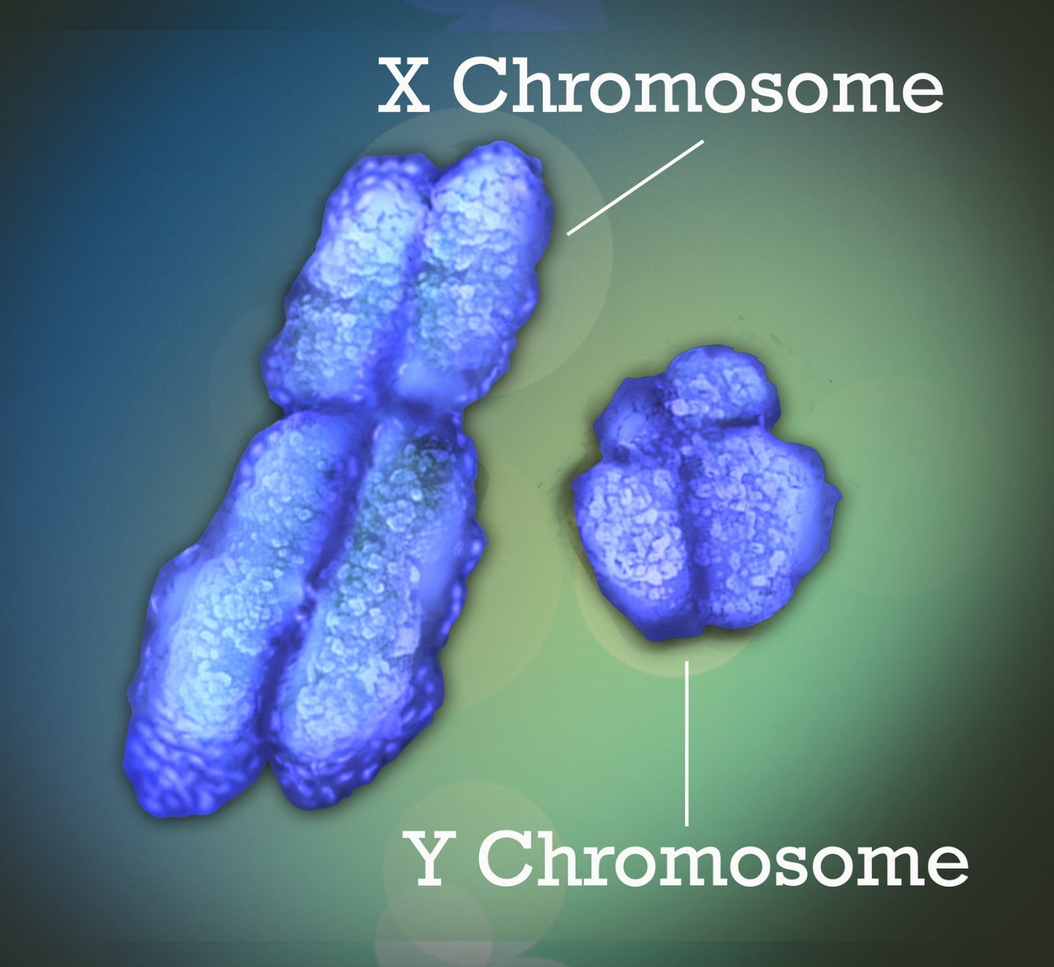 5.2 Chromosomes And Genes – Human Biology