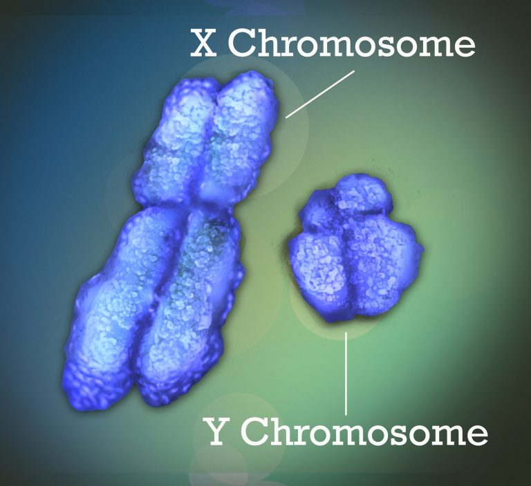 52 Chromosomes And Genes Human Biology 8746