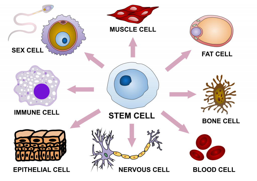 5.9 Regulation of Gene Expression – Human Biology