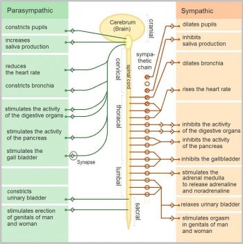 8 6 Peripheral Nervous System Human Biology
