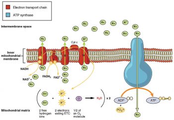 4.10 Cellular Respiration – Human Biology