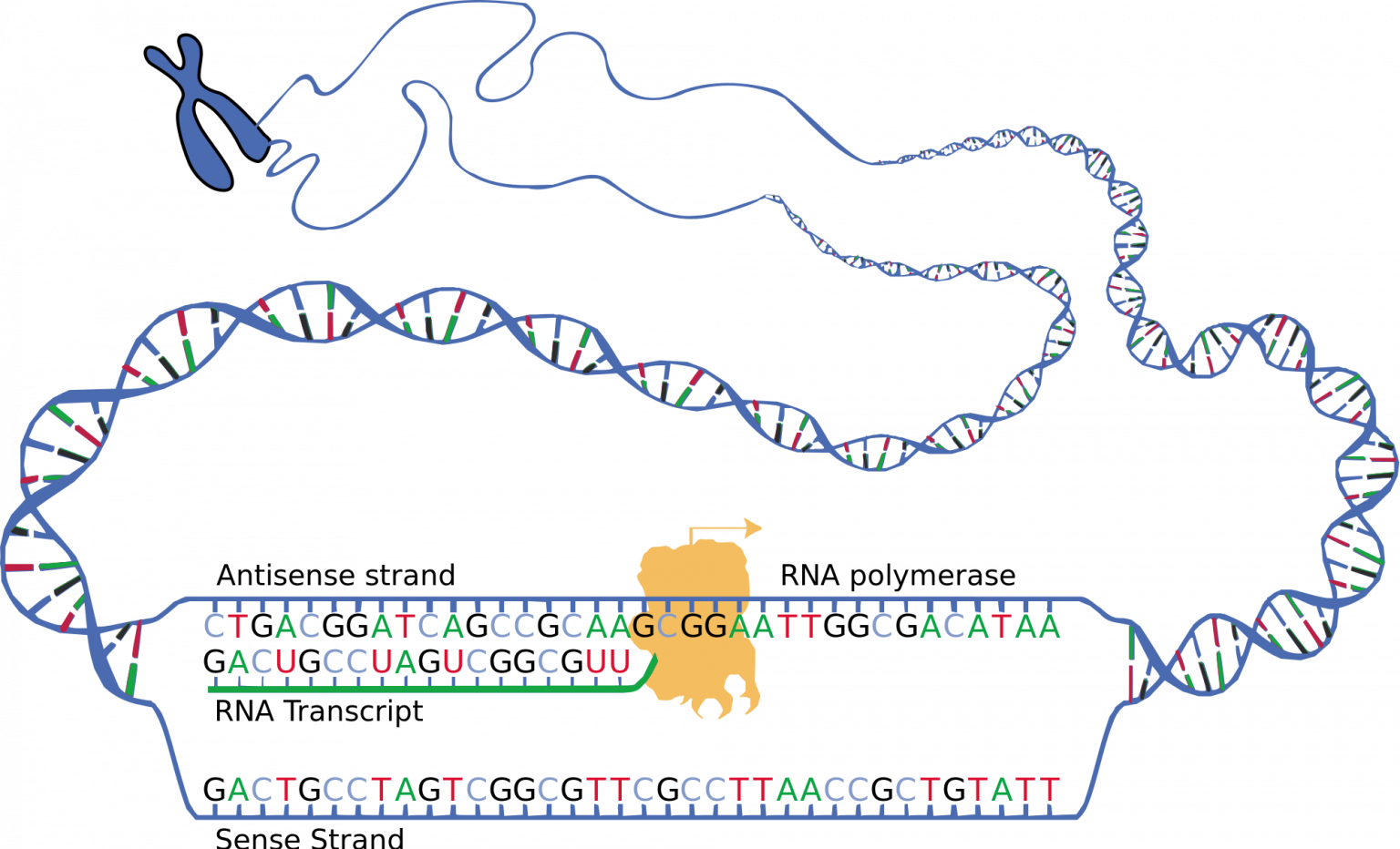 5.7 Protein Synthesis Human Biology