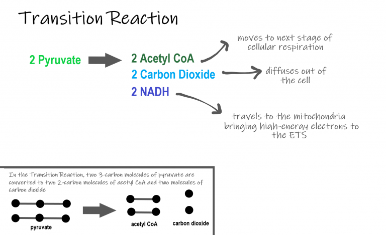 4.10 Cellular Respiration – Human Biology