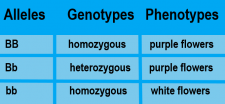 5.11 Genetics of Inheritance – Human Biology